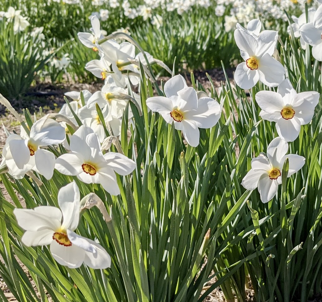 daffodils